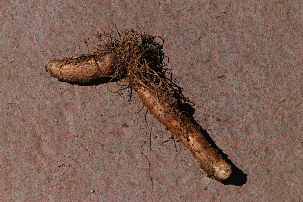 Gloriosa superba Gloriosa superba