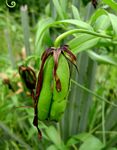 Gloriosa superba
