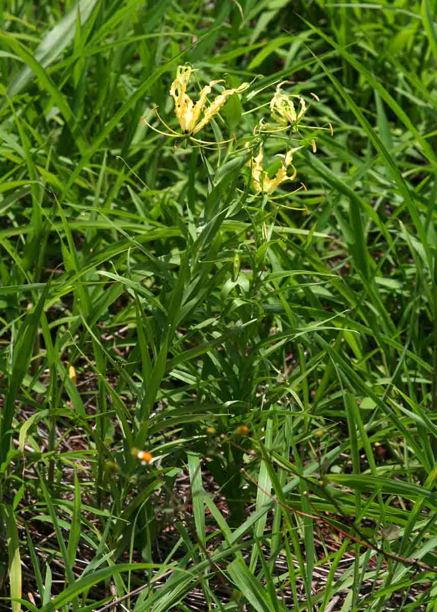 Gloriosa superba Gloriosa superba