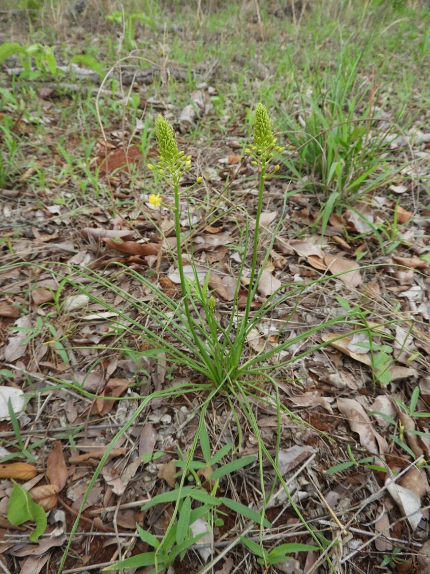 Bulbine abyssinica