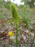 Bulbine abyssinica