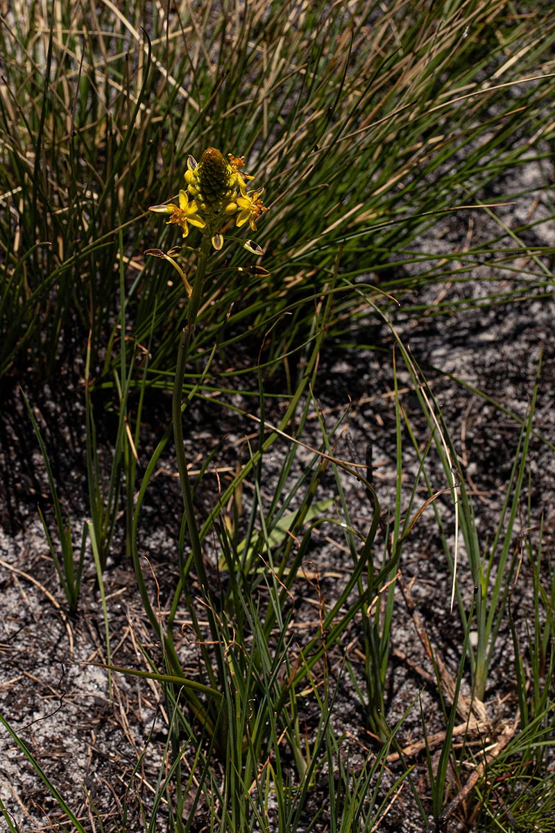 Bulbine abyssinica