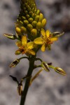 Bulbine abyssinica