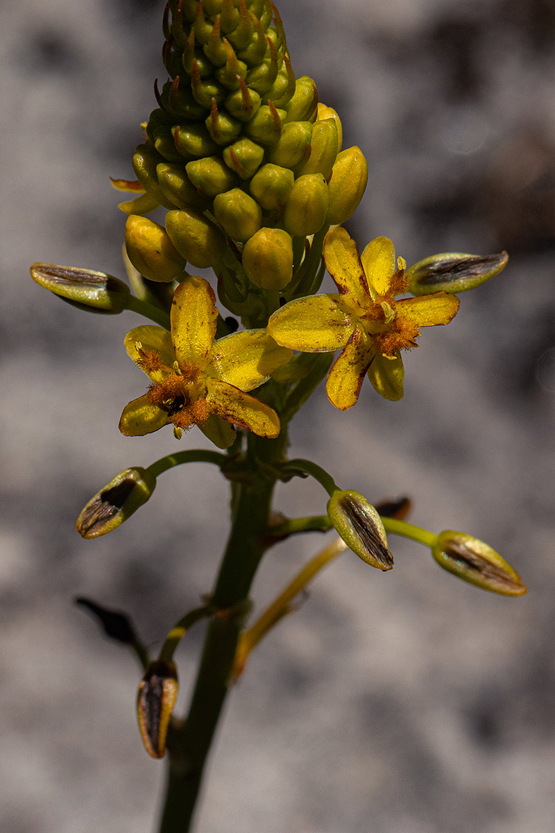 Bulbine abyssinica