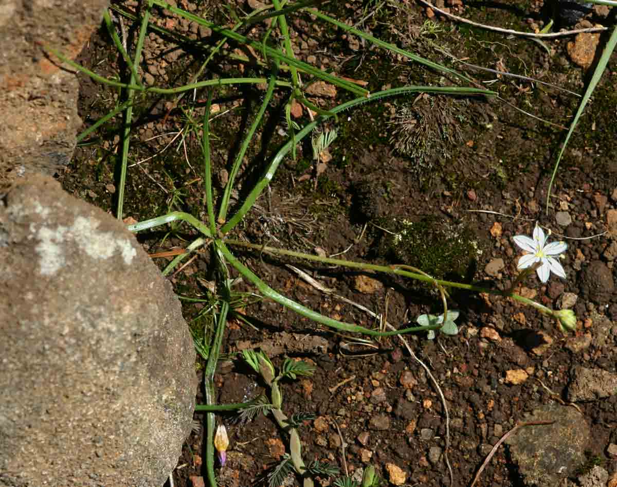 Trachyandra saltii Trachyandra saltii