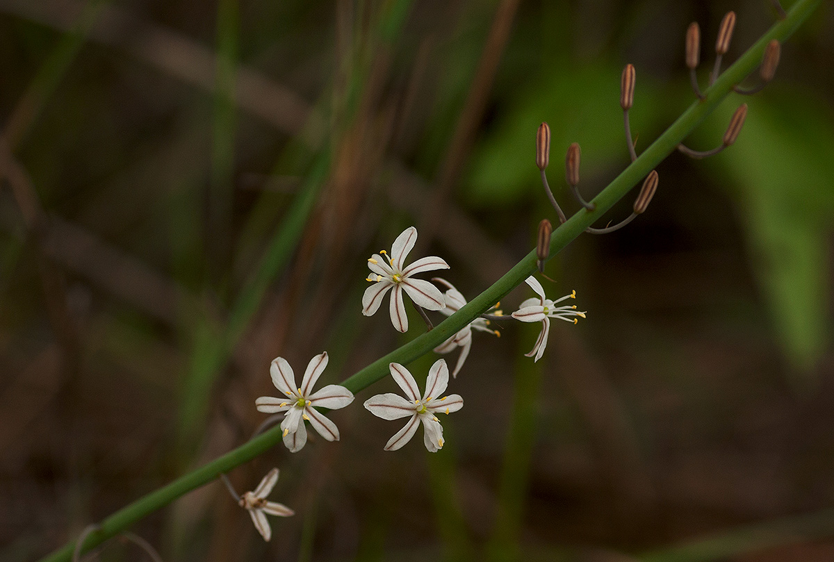Trachyandra saltii