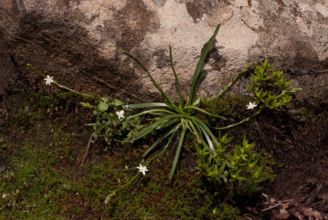 Trachyandra saltii Trachyandra saltii