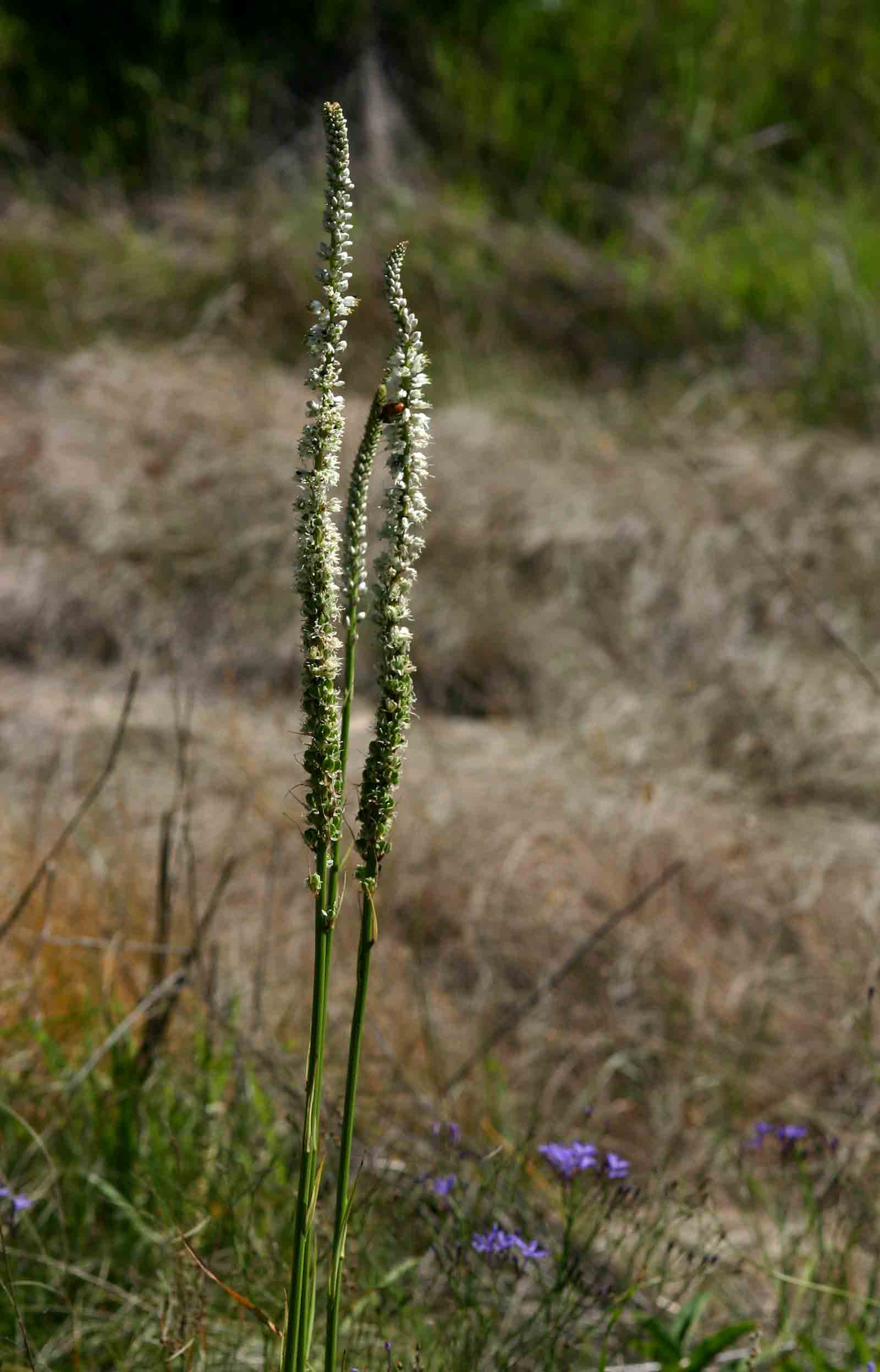 Chlorophytum colubrinum