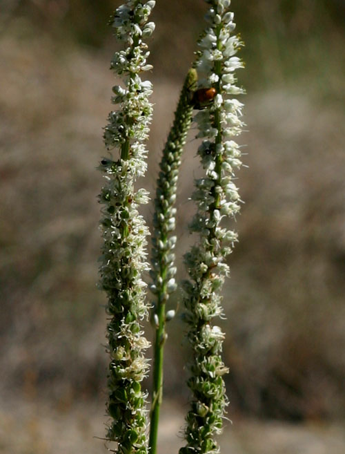 Chlorophytum colubrinum
