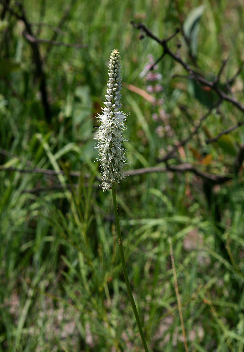 Chlorophytum colubrinum