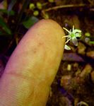 Chlorophytum comosum