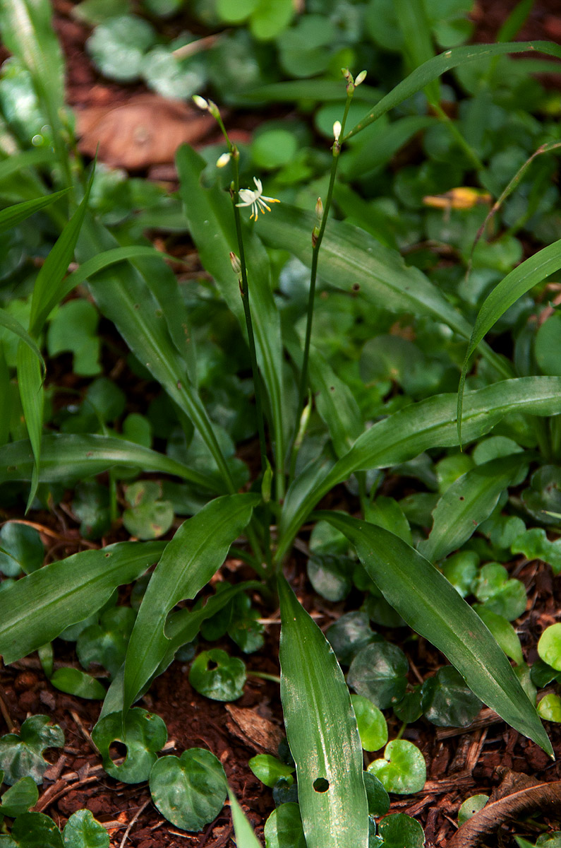 Chlorophytum comosum