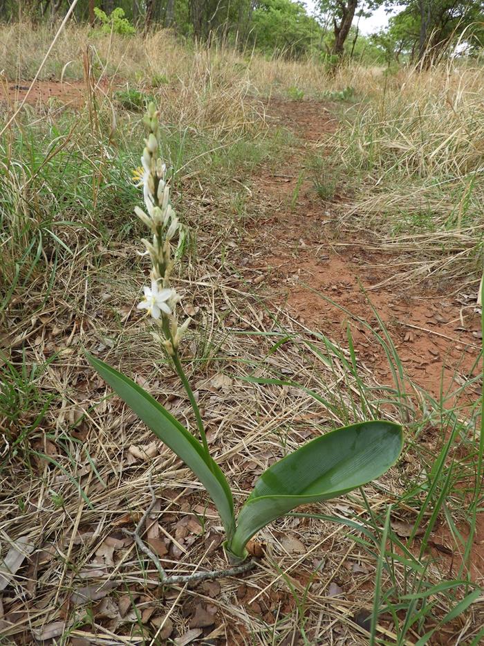 Chlorophytum subpetiolatum Chlorophytum subpetiolatum