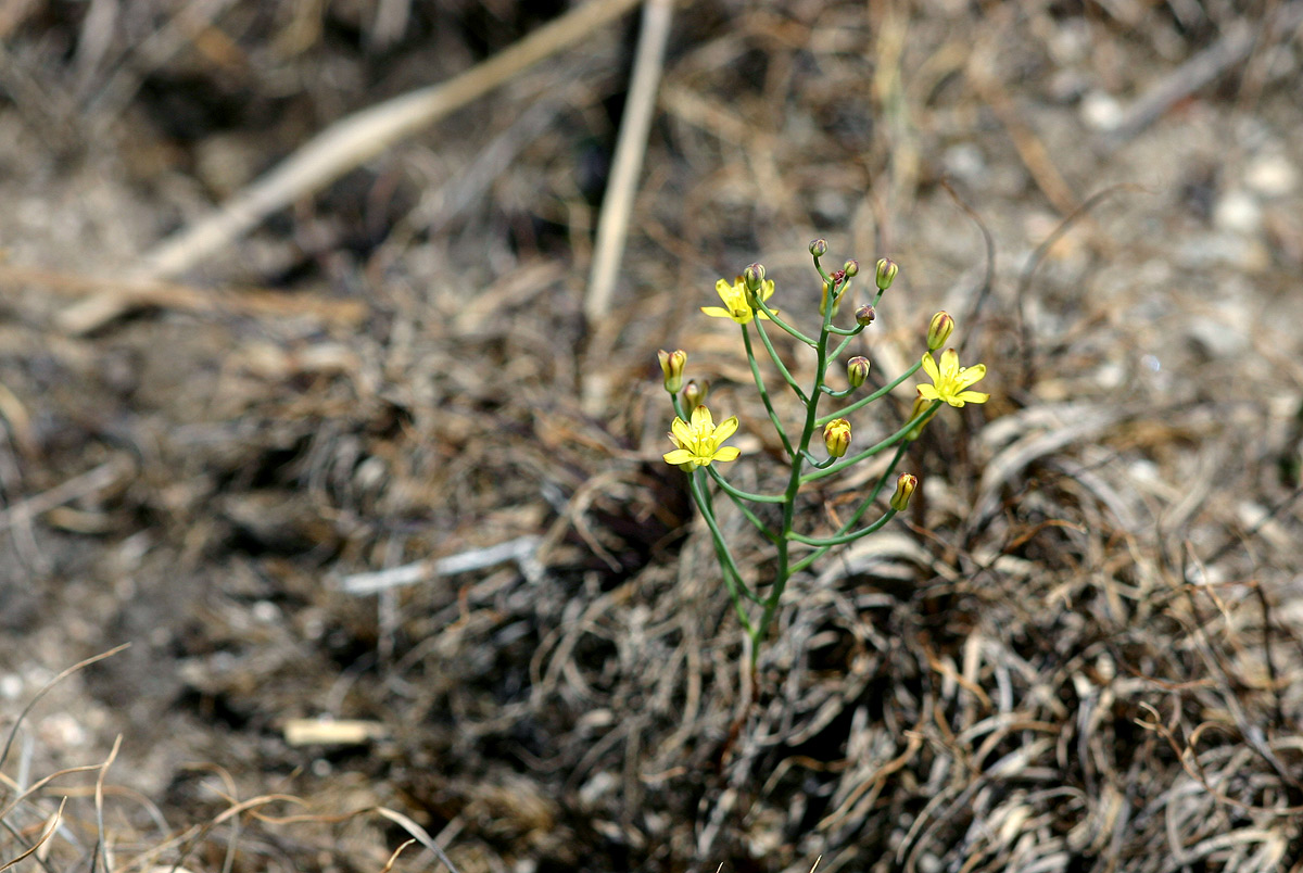 Eriospermum abyssinicum