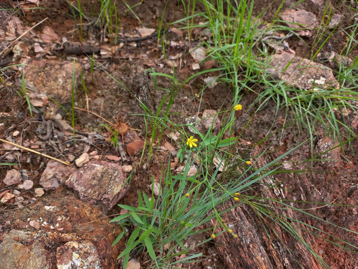 Eriospermum abyssinicum Eriospermum abyssinicum