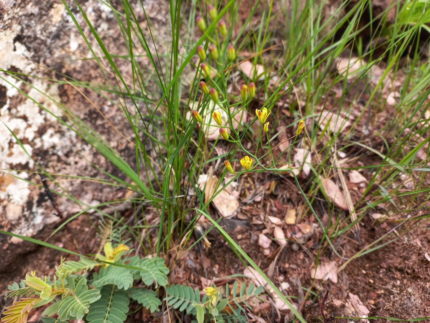 Eriospermum abyssinicum Eriospermum abyssinicum