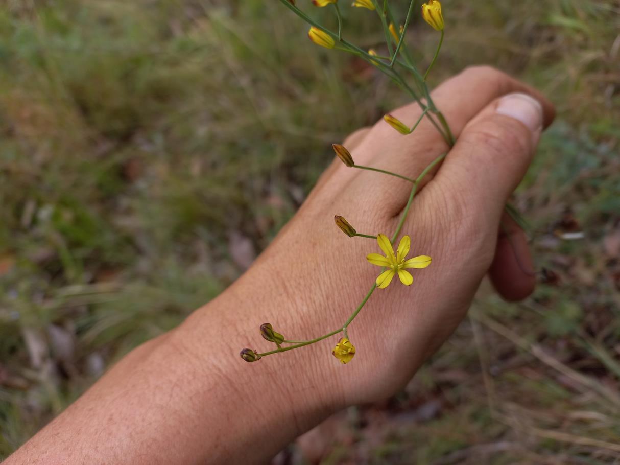 Eriospermum abyssinicum Eriospermum abyssinicum