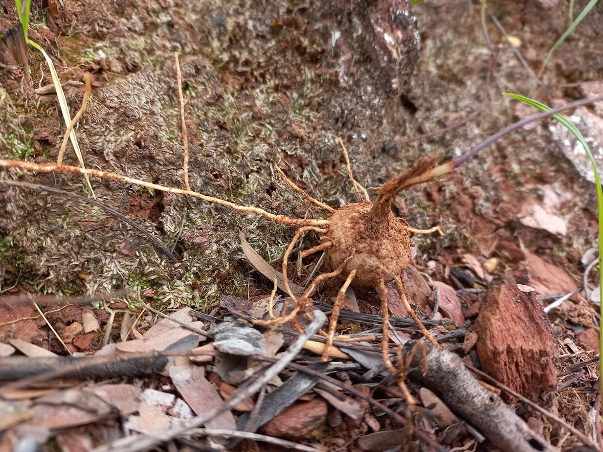 Eriospermum abyssinicum Eriospermum abyssinicum