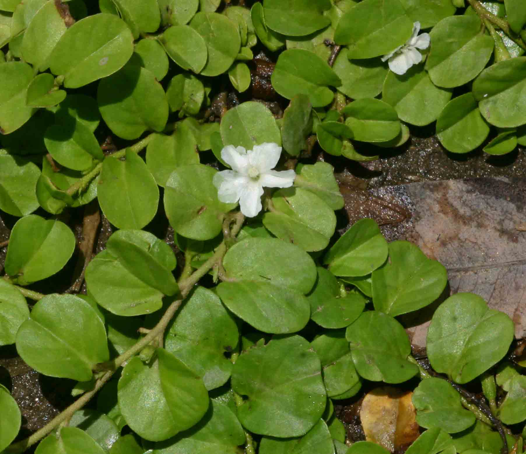 Evolvulus nummularius