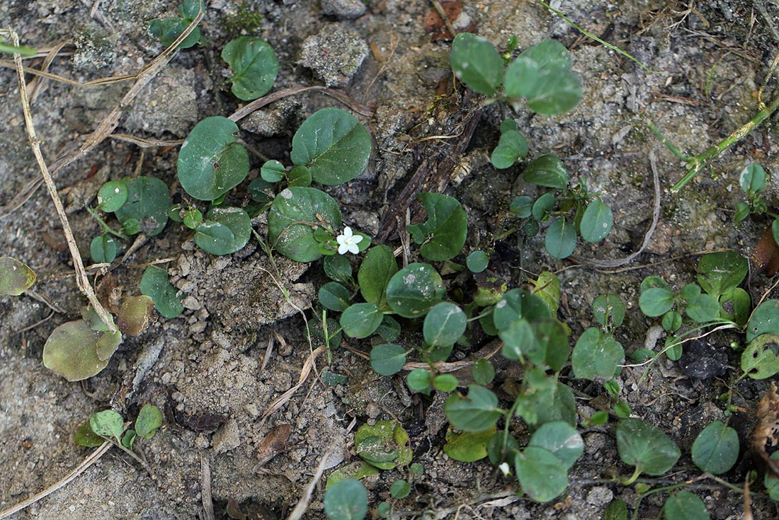 Evolvulus nummularius