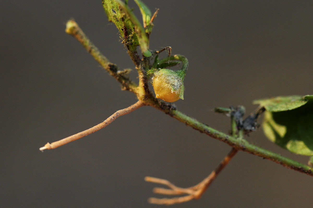 Evolvulus nummularius Evolvulus nummularius