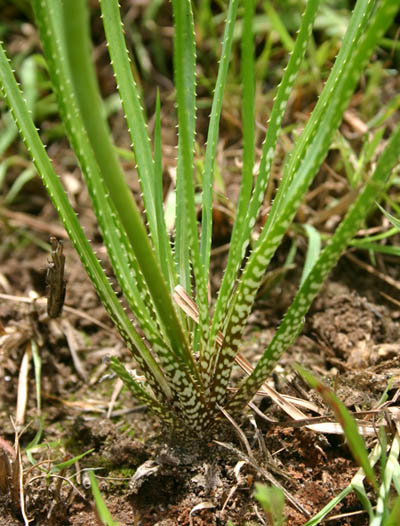 Aloe myriacantha