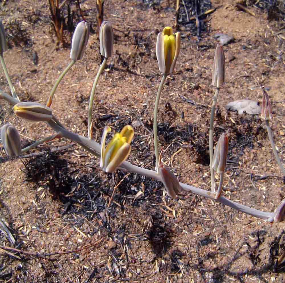 Albuca kirkii Albuca kirkii