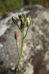 Albuca kirkii