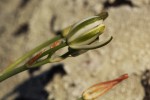 Albuca kirkii