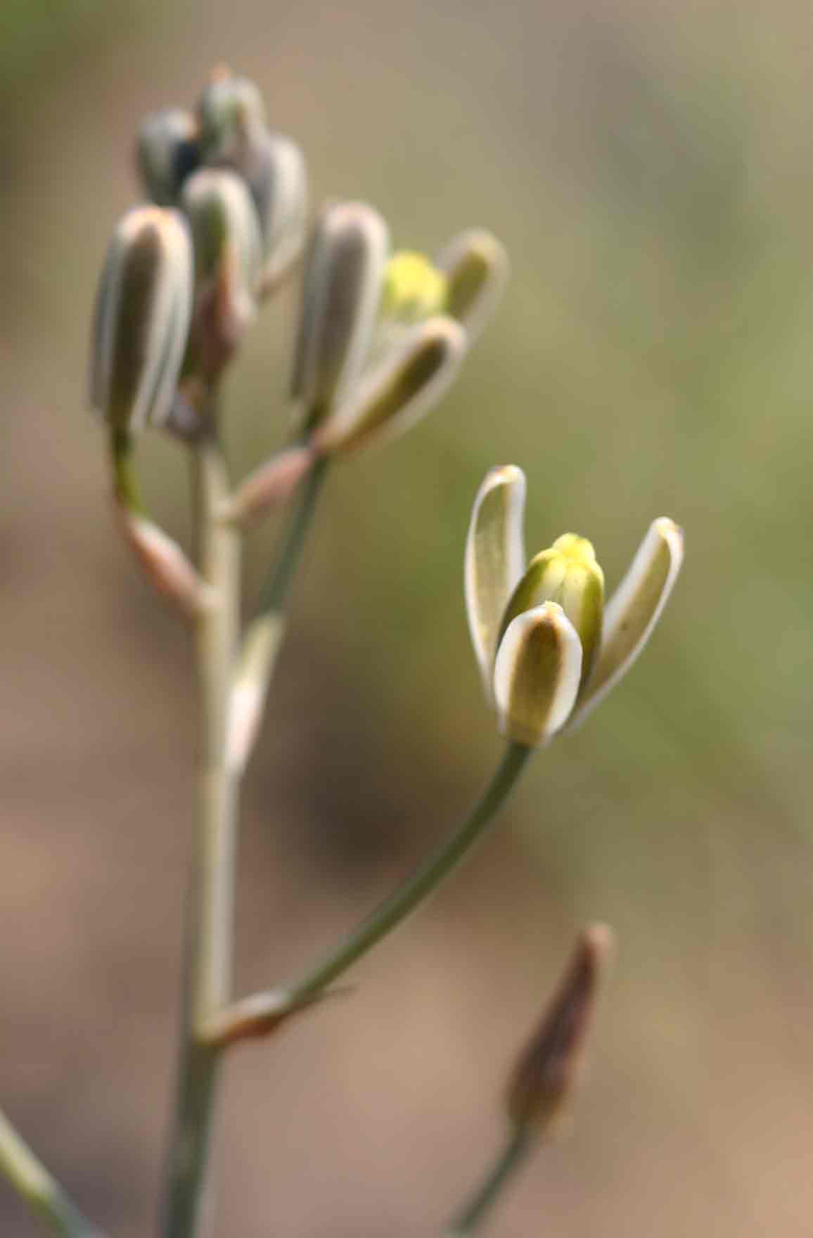 Albuca kirkii