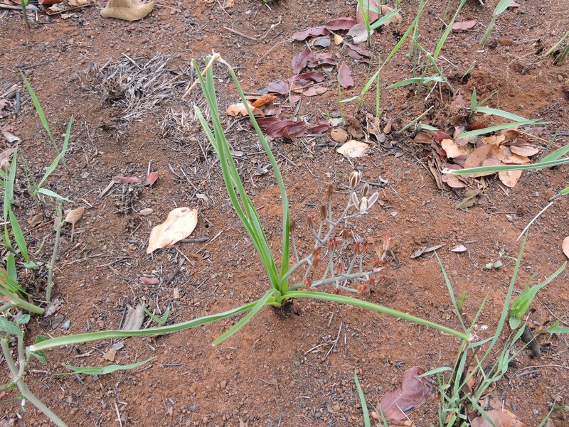 Albuca kirkii