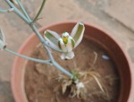 Albuca kirkii