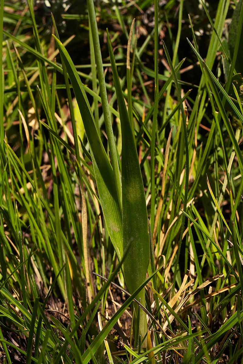 Albuca abyssinica