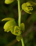 Albuca abyssinica