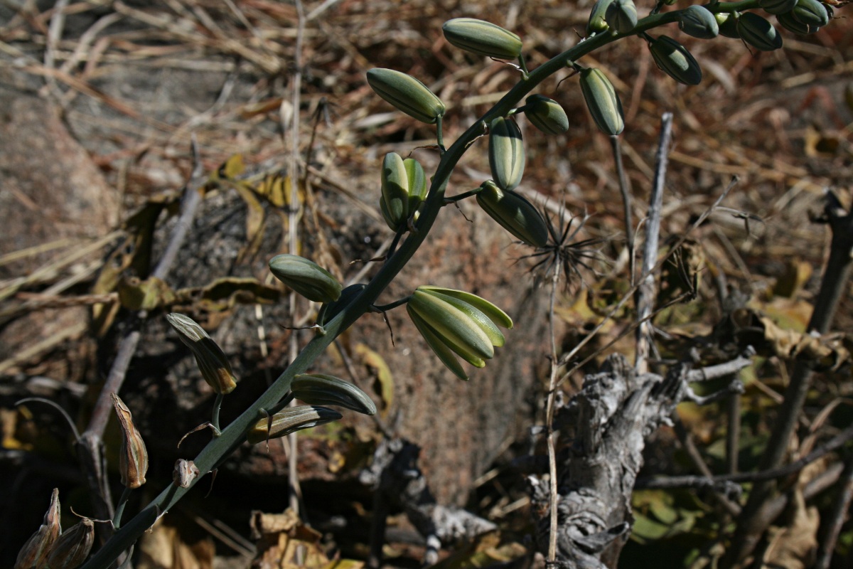 Albuca abyssinica