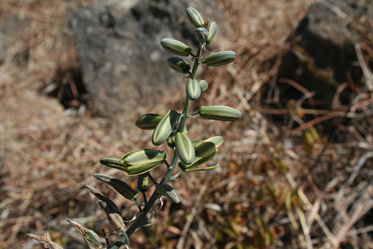 Albuca abyssinica