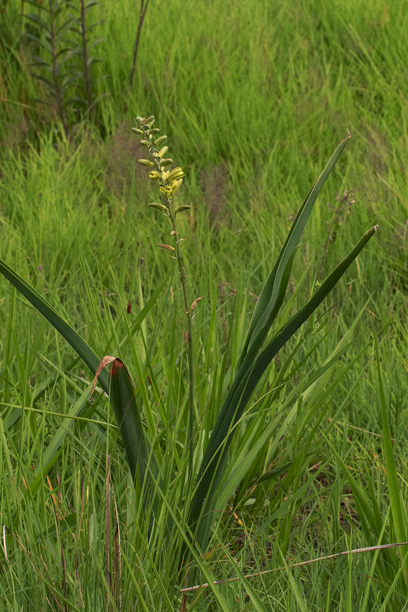 Albuca abyssinica