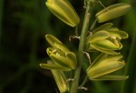 Albuca abyssinica
