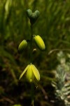Albuca abyssinica
