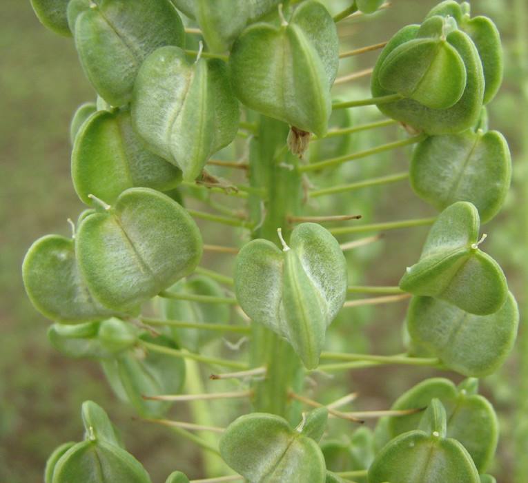 Drimia altissima Drimia altissima