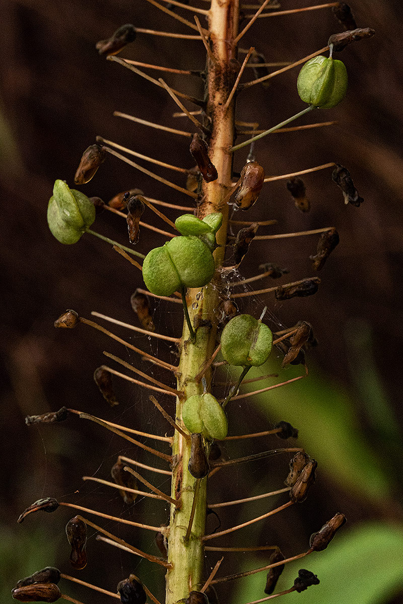 Drimia altissima Drimia altissima