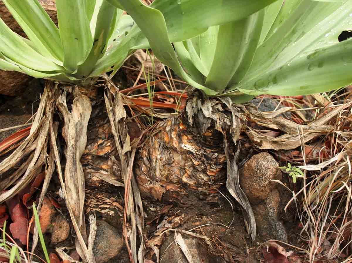 Drimia altissima Drimia altissima