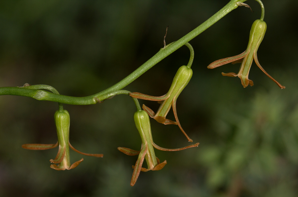 Dipcadi longifolium Dipcadi longifolium