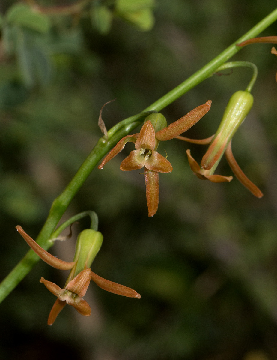 Dipcadi longifolium Dipcadi longifolium