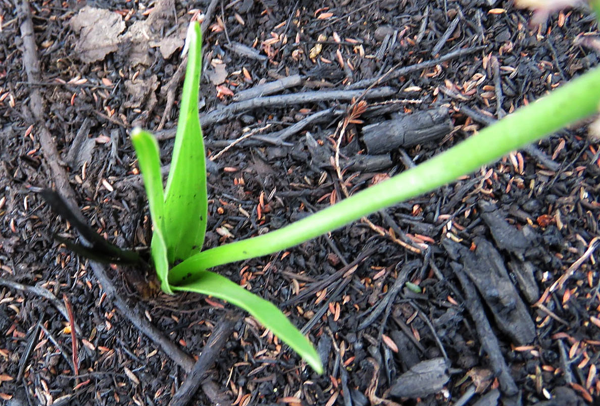 Schizocarphus nervosus Schizocarphus nervosus