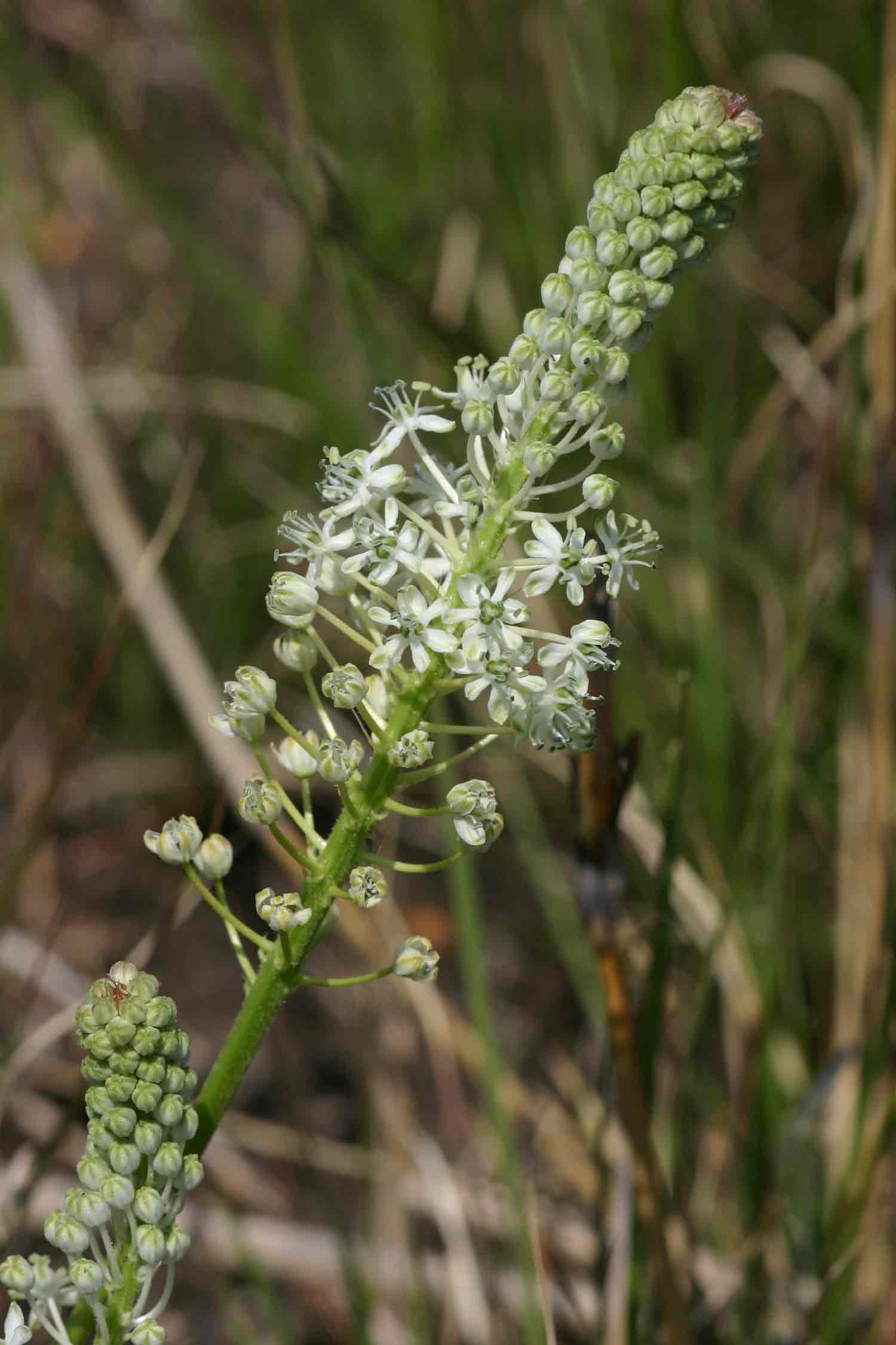 Schizocarphus nervosus