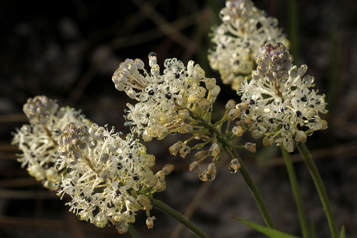 Schizocarphus nervosus