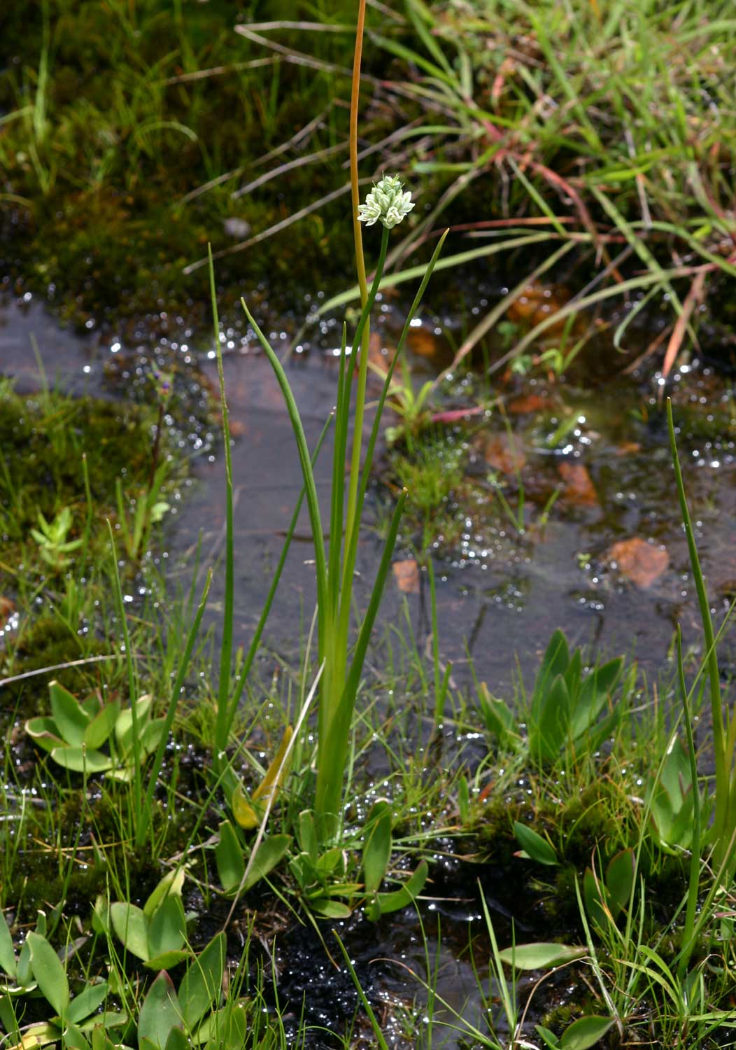 Albuca virens subsp. virens