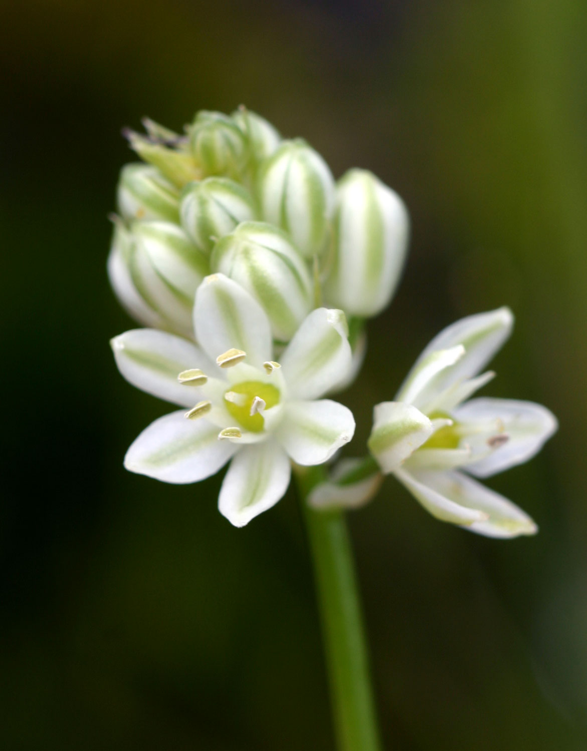 Albuca virens subsp. virens Albuca virens subsp. virens