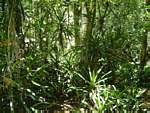 Dracaena fragrans